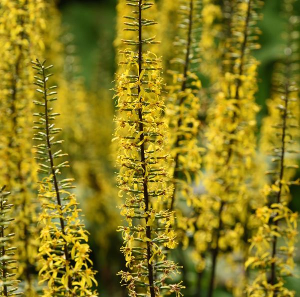 Spirstånds, krukplanta